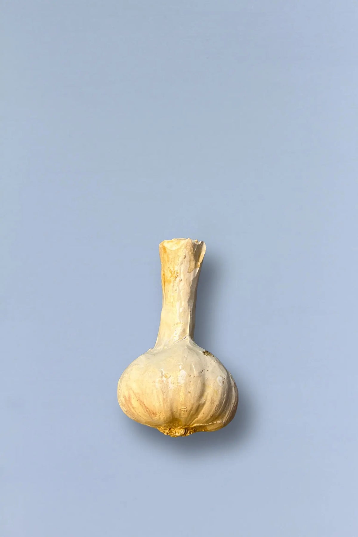 Diente de ajo blanco, forma bulbosa, piel seca y textura rugosa, sobre fondo azul claro.