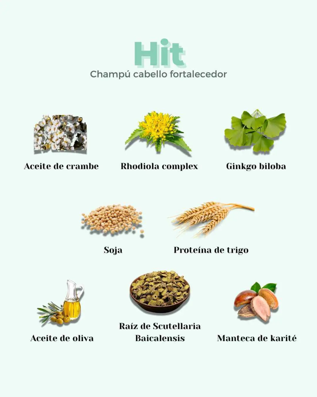 Infografía sobre ingredientes naturales del champú sólido fortalecedor Banbu: plantas, granos y aceites sobre fondo claro.