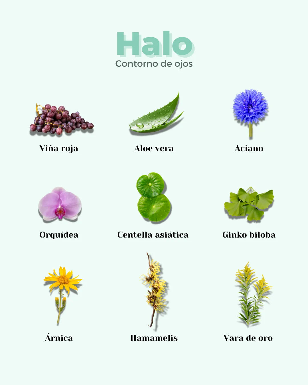 Imagen de ingredientes botánicos del contorno de ojos Halo de Banbu sobre fondo verde claro.
