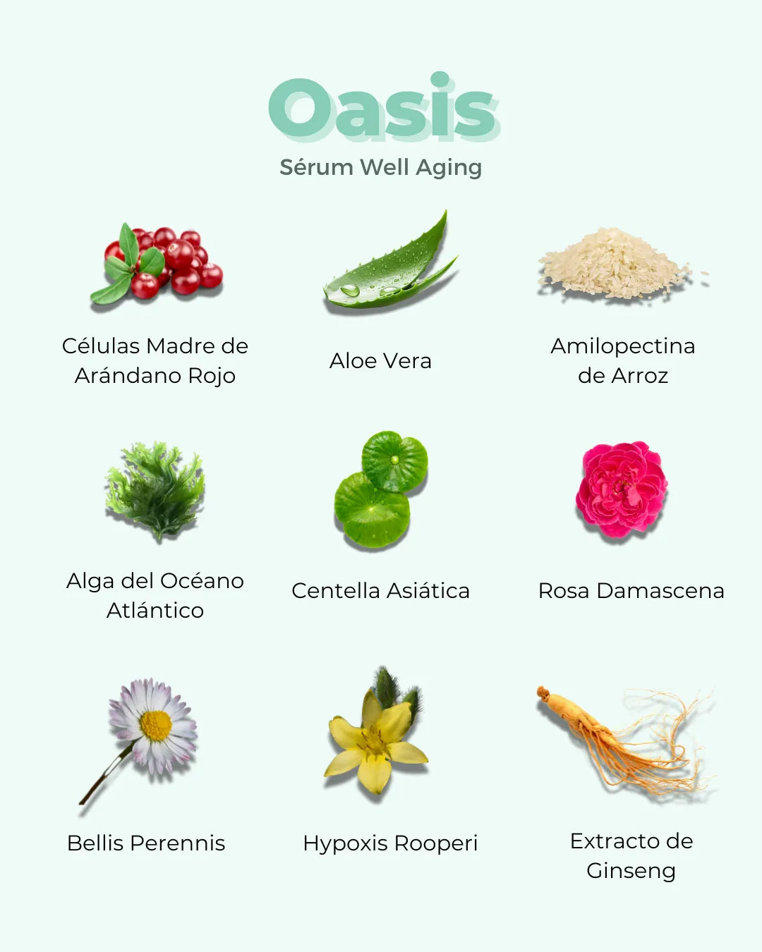 Infografía del sérum Banbu Oasis mostrando sus 9 ingredientes naturales sobre fondo verde claro.