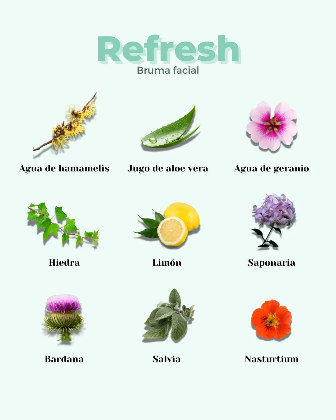 Infografía de Banbu sobre los ingredientes naturales del tónico Refresh: flores, plantas y cítricos sobre fondo verde.