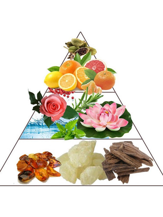 Perfume fragrance pyramid showing citrus top notes, floral and herbal heart notes, and amber, resin, and wood base notes.