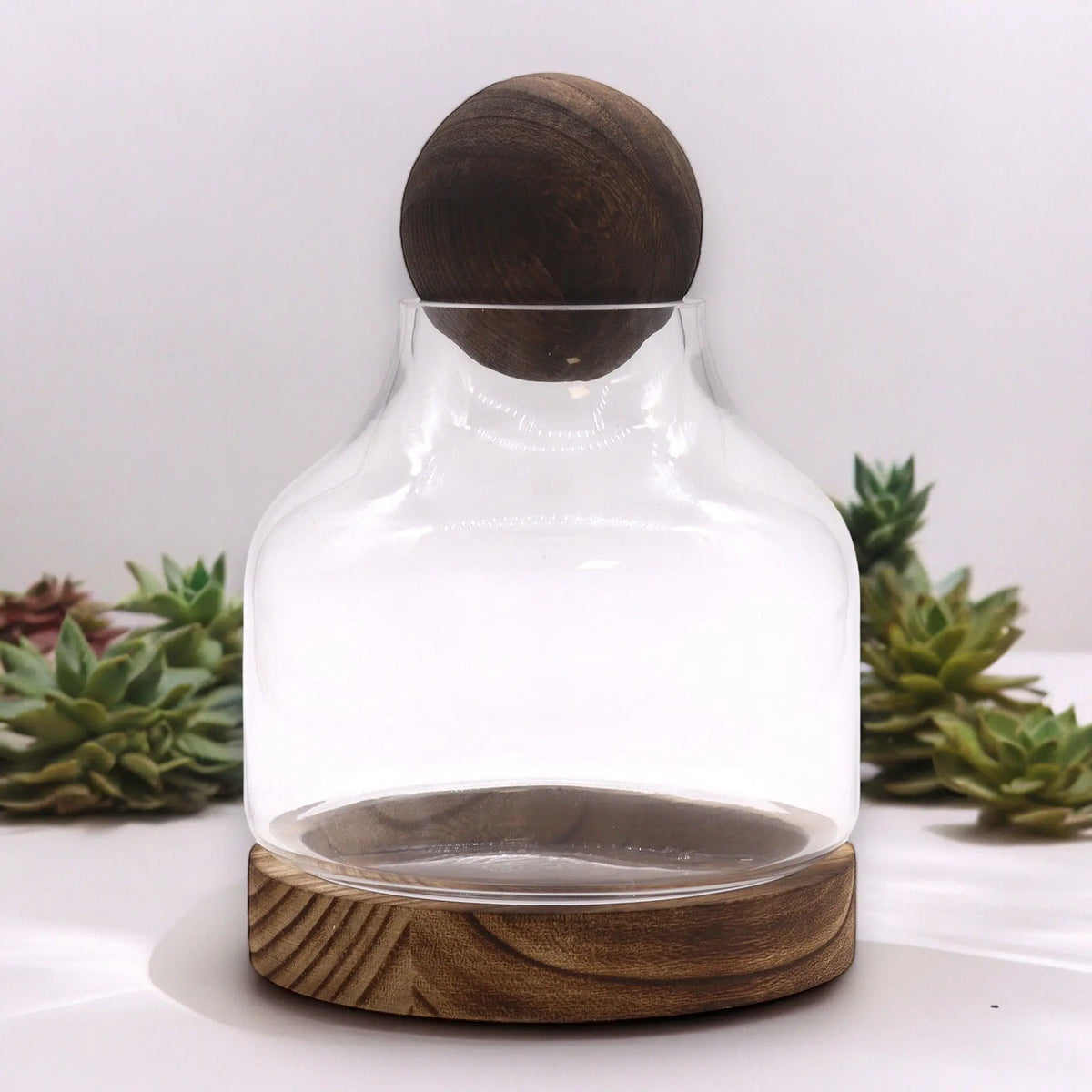 Terrario de vidrio con base circular y tapa esférica de madera oscura, sobre fondo blanco con suculentas decorativas.
