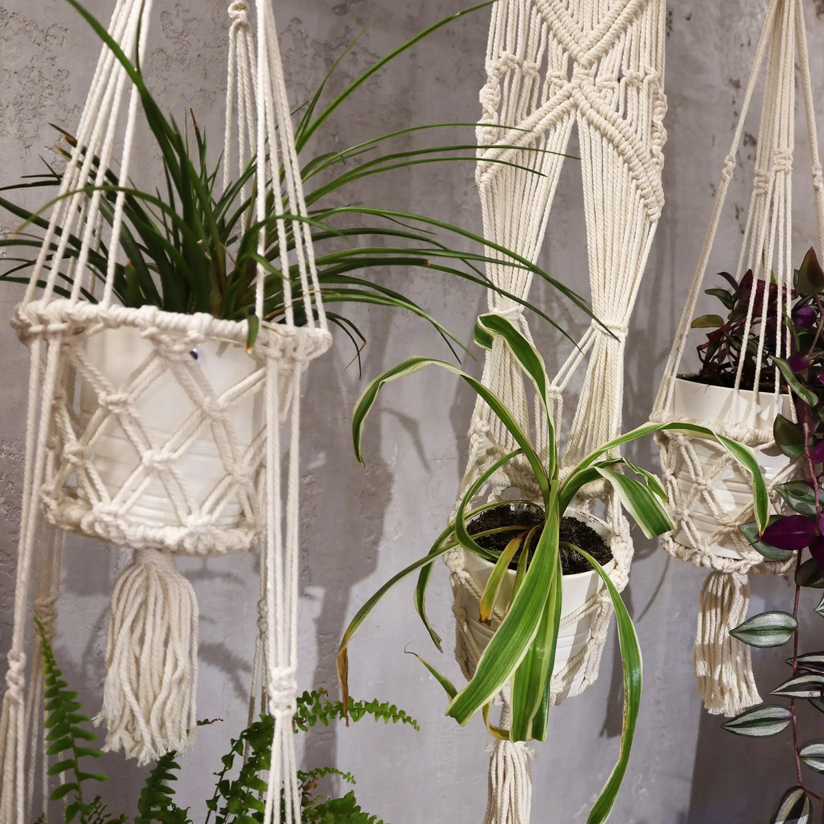 Macramé blanco para macetas, colgadores decorativos con plantas verdes, estilo bohemio y artesanal.