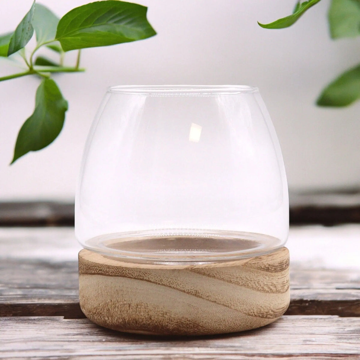 Terrario pequeño con recipiente de vidrio transparente sobre una base redonda de madera de tung natural estilo minimalista