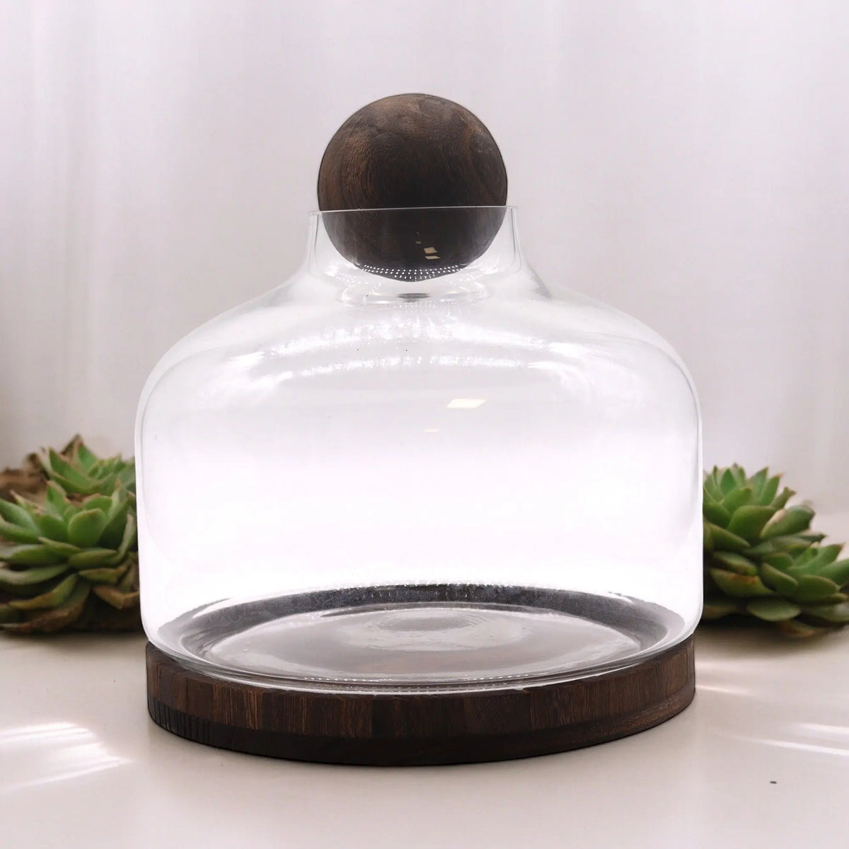 Terrario de vidrio con base circular y tapa esférica de madera oscura, estilo minimalista sobre fondo blanco.