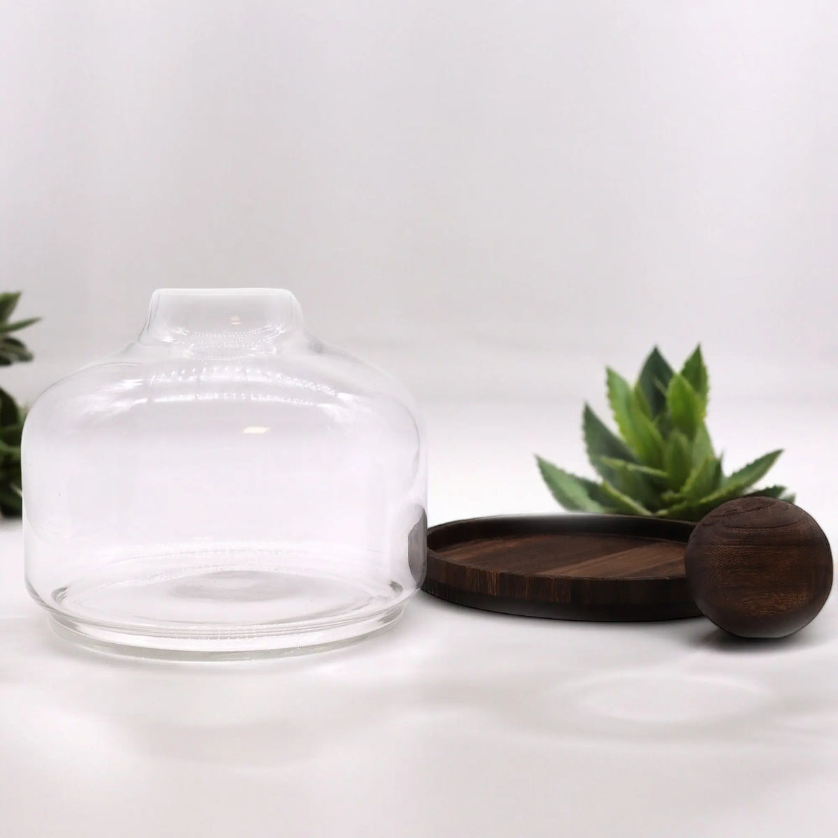 Terrario de vidrio transparente con base y tapa de madera oscura estilo minimalista sobre fondo blanco.