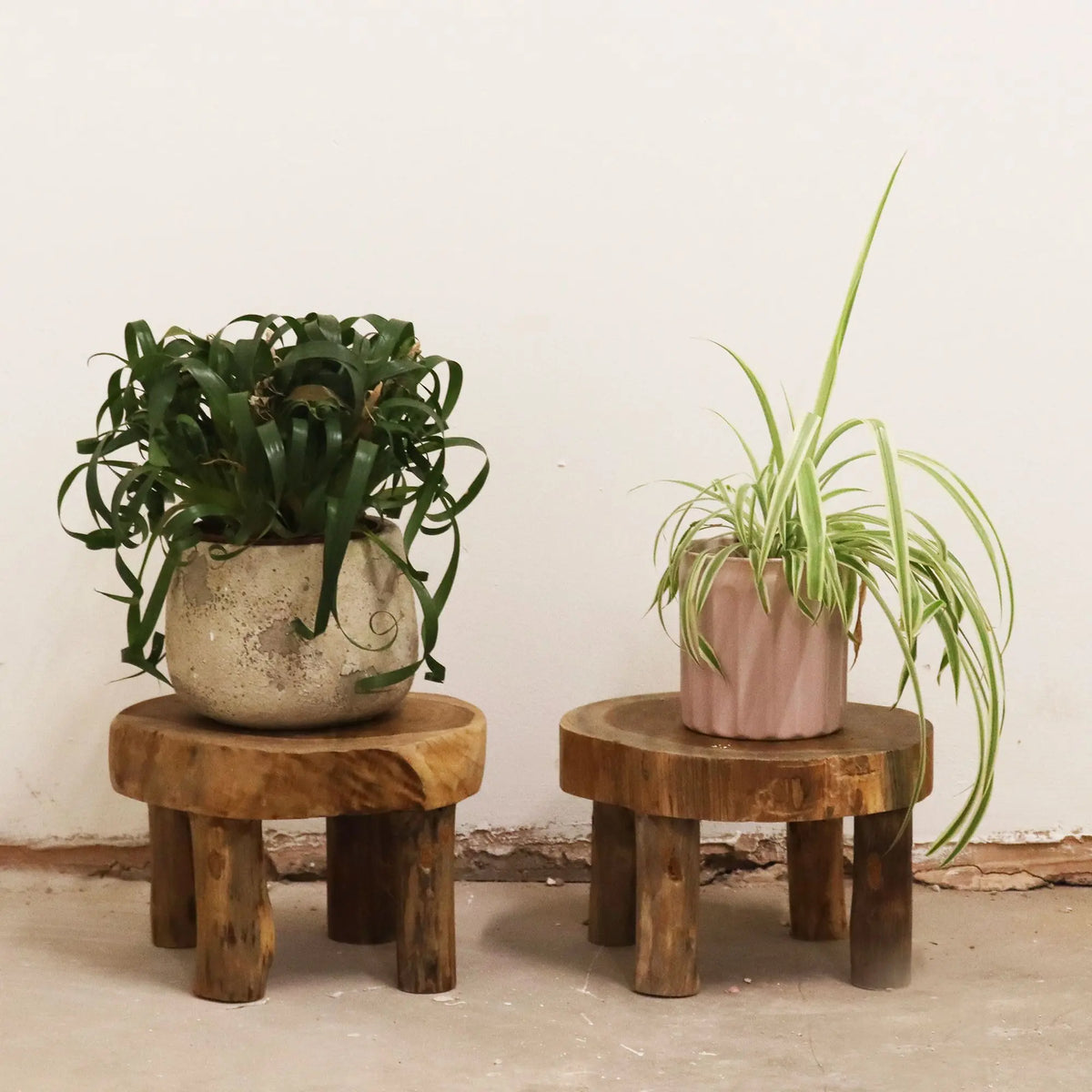 Dos taburetes rústicos de madera de teca con plantas en macetas sobre un fondo blanco neutro