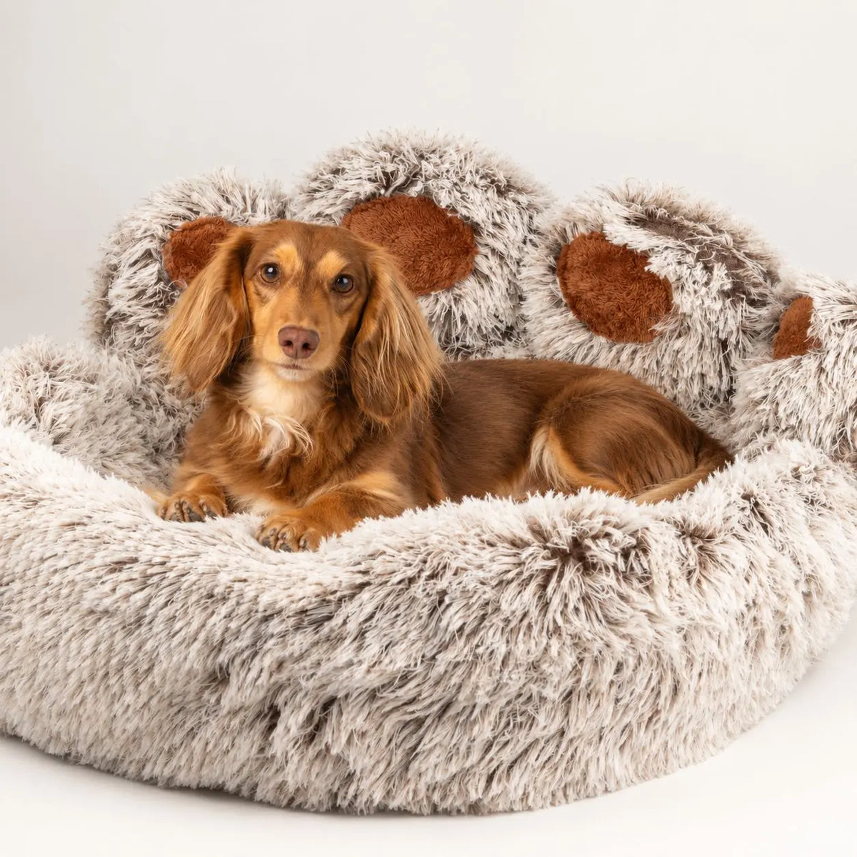 Perro marrón tumbado en una cama para mascotas con forma de huella y pelo largo