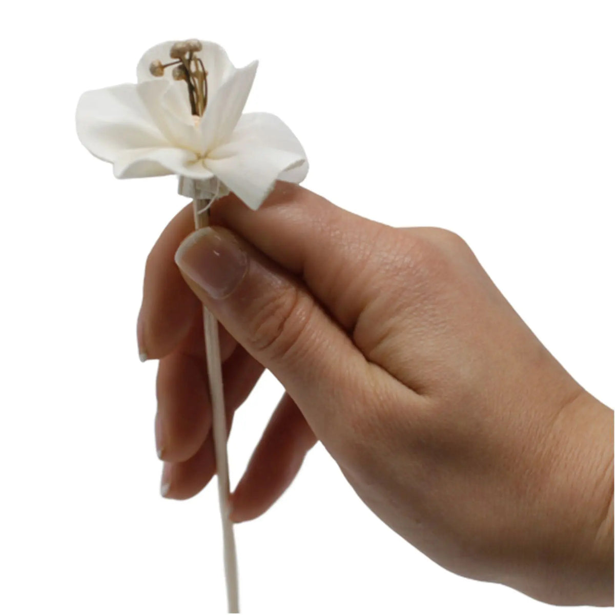 Mano sosteniendo flor difusora blanca de material natural con tallo de caña largo, aislada sobre fondo blanco.