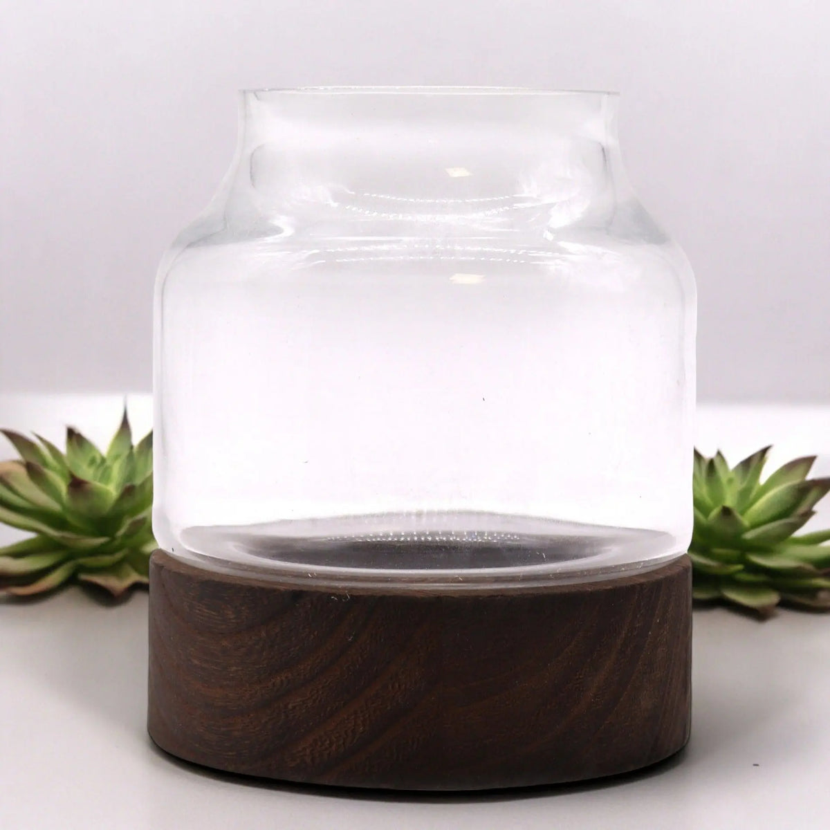 Terrario pequeño con base de madera de tung oscura y cúpula de vidrio transparente sobre fondo blanco decorativo