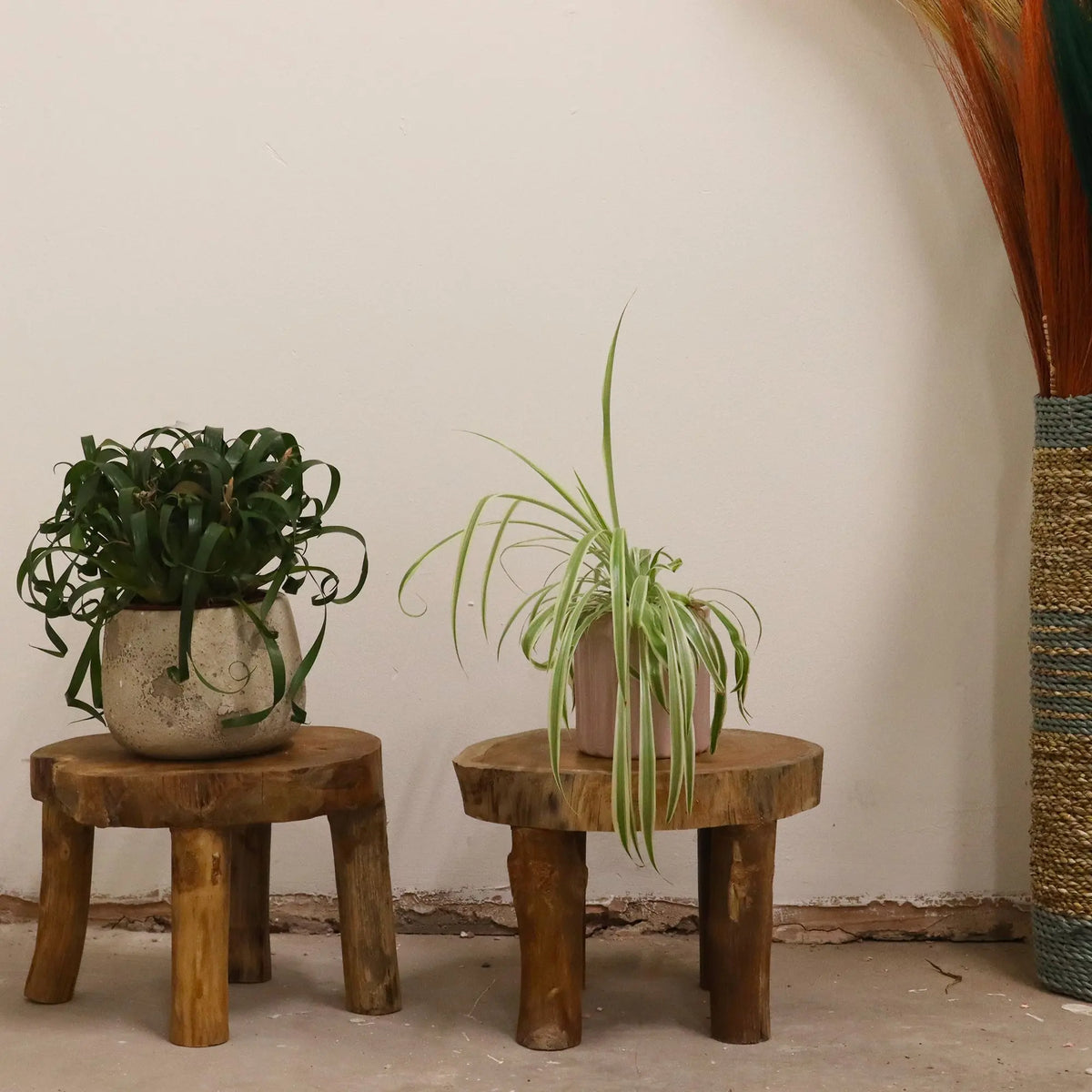 Dos pedestales de madera de teca rústica en forma de rodaja con patas, sosteniendo macetas con plantas verdes.