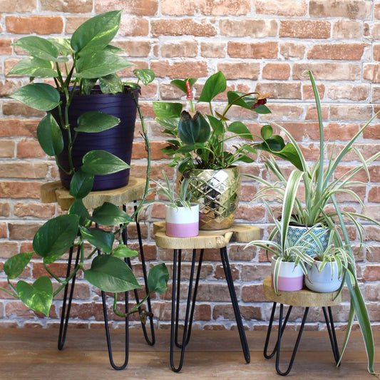 Tres soportes de madera natural con patas de metal negro de diferentes alturas, sosteniendo diversas plantas en macetas.