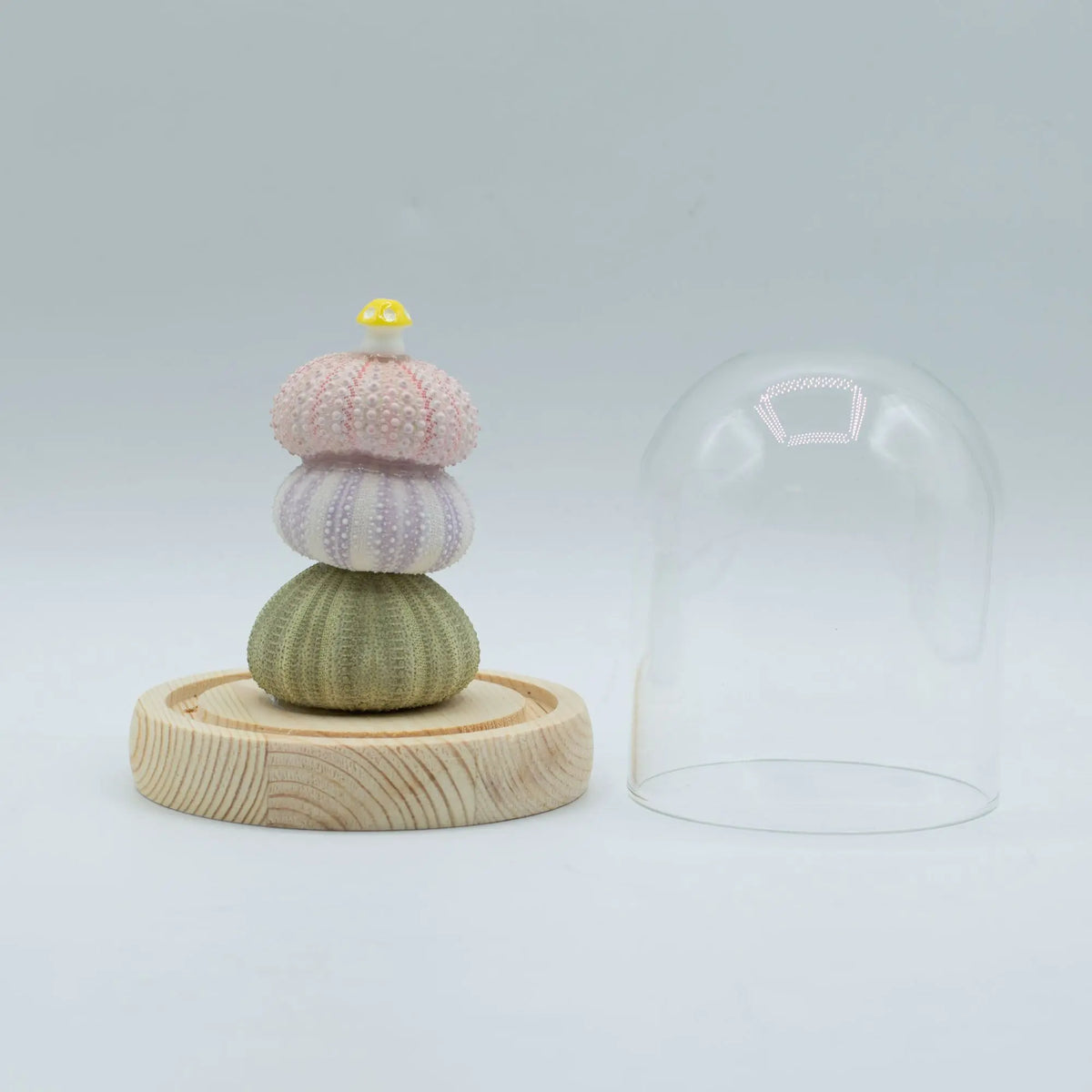 Domo de cristal con base de madera y tres erizos de mar apilados en colores pastel y una pequeña seta LED superior.