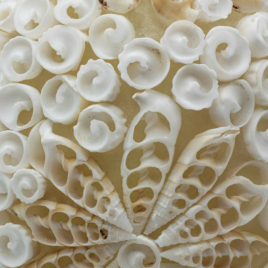 Detalle de lámpara boho con conchas blancas naturales cortadas y dispuestas en patrón circular sobre base clara.