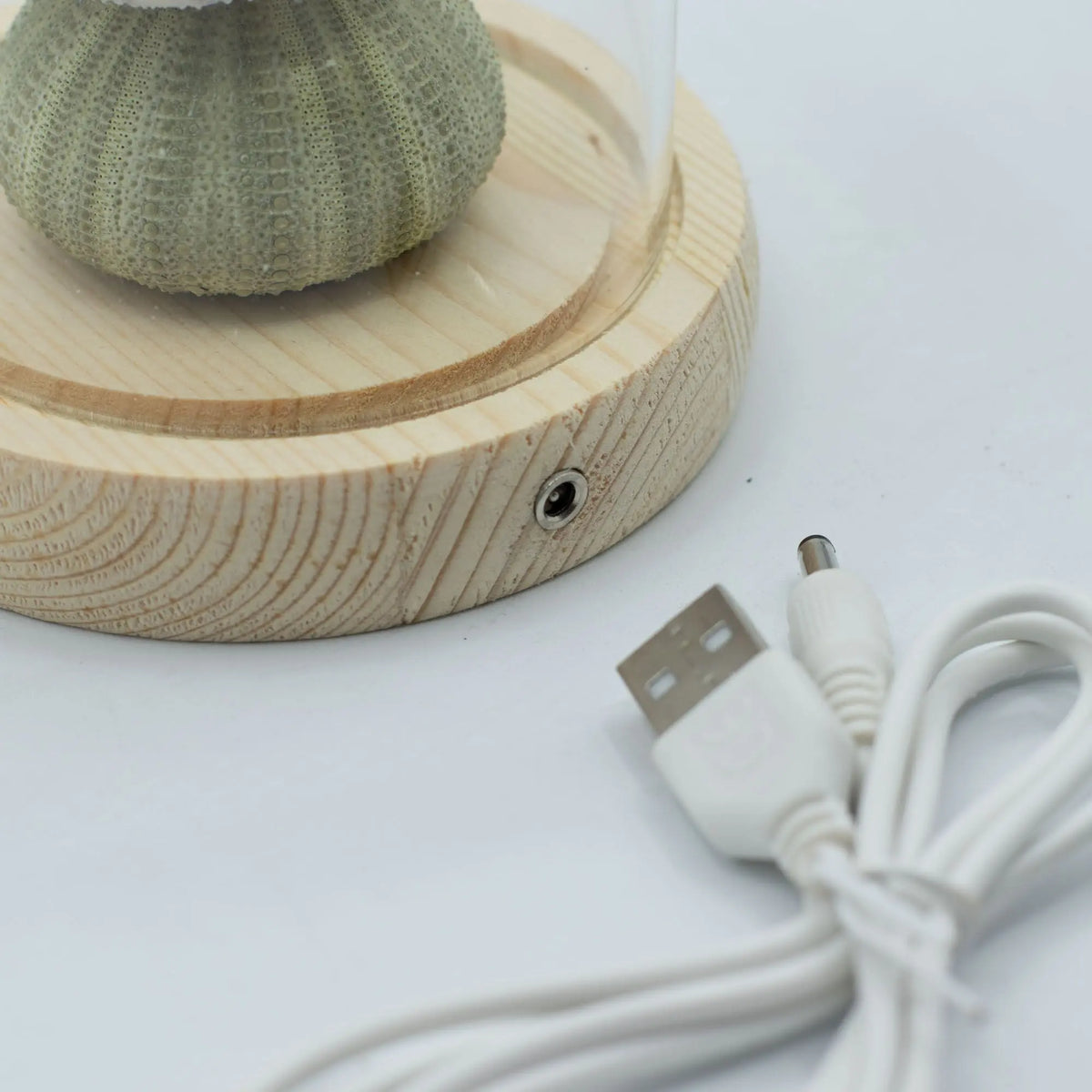 Domo de cristal con erizo de mar sobre base de madera clara, incluye cable de alimentación LED USB.