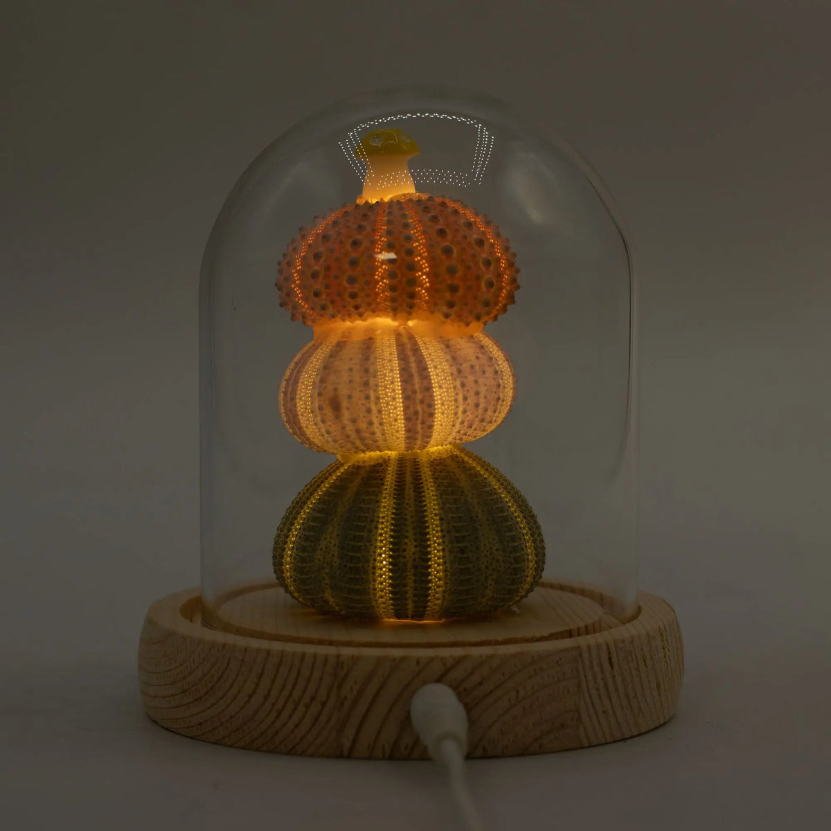 Domo de cristal con 3 erizos de mar iluminados por LED sobre base de madera clara. Diseño cálido y decorativo.