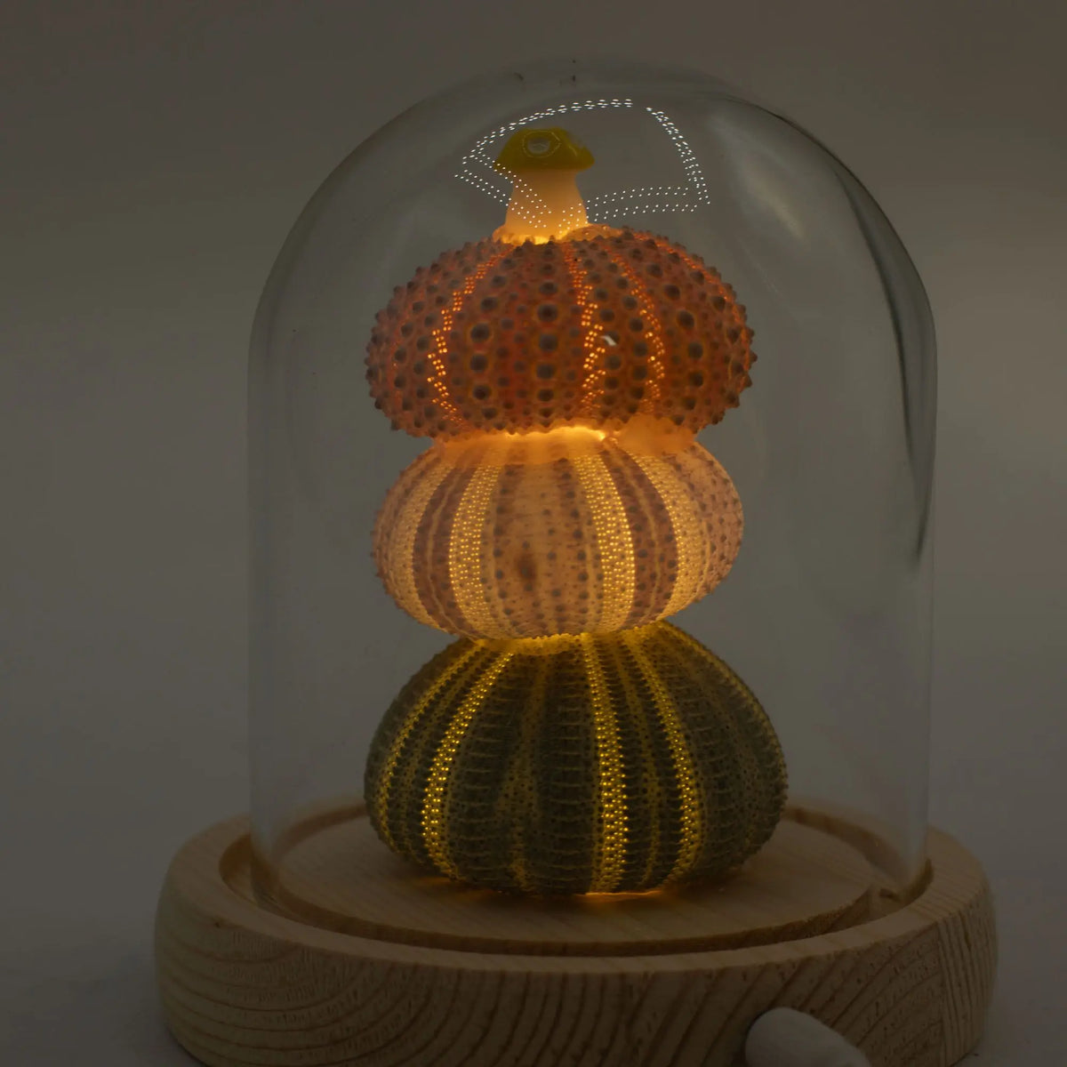 Domo de cristal con tres erizos de mar apilados e iluminados por luz LED cálida sobre una base de madera natural.