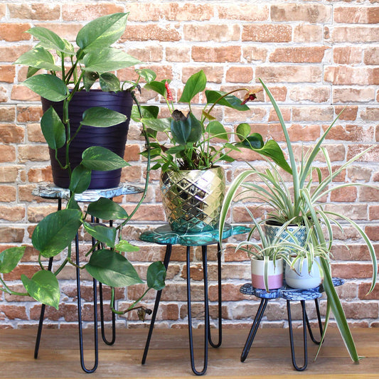 Juego de tres soportes para plantas de madera de albasia con forma de tortuga y patas de metal sobre fondo de ladrillo