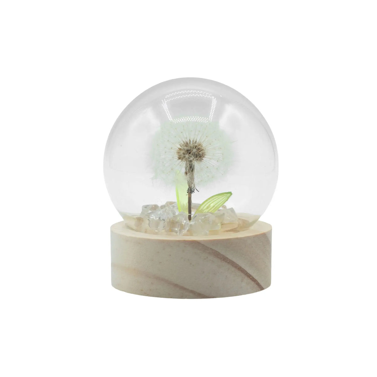 Domo de cristal con un diente de león natural, base de madera clara e iluminación LED interna. Diseño decorativo floral.