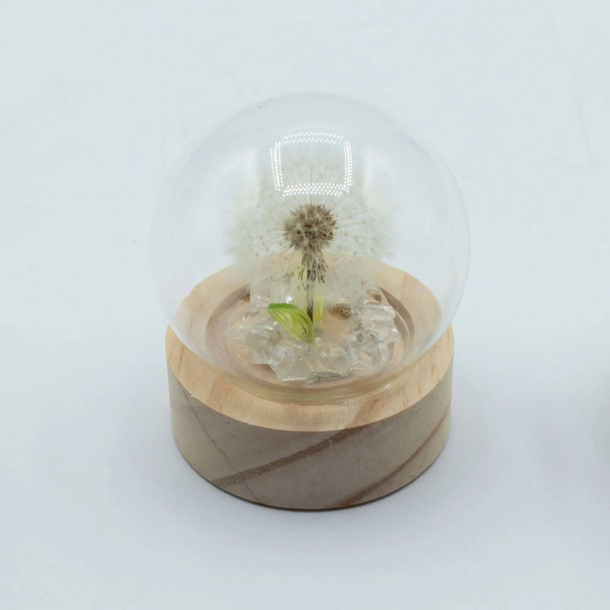 Domo de cristal con diente de león natural sobre base de madera circular, incluye iluminación LED interna.