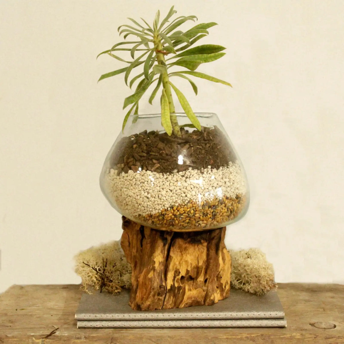 Tazón de vidrio fundido sobre base de madera rústica con una planta, capas de piedras y tierra en su interior.