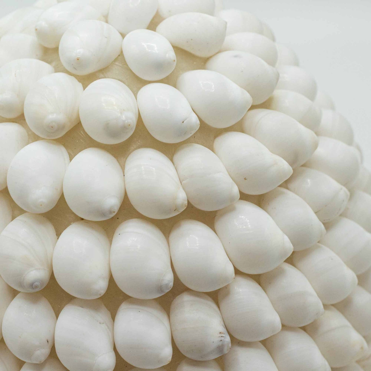 Lámpara Boho de Conchas Marinas - Concha Buting Ovalada