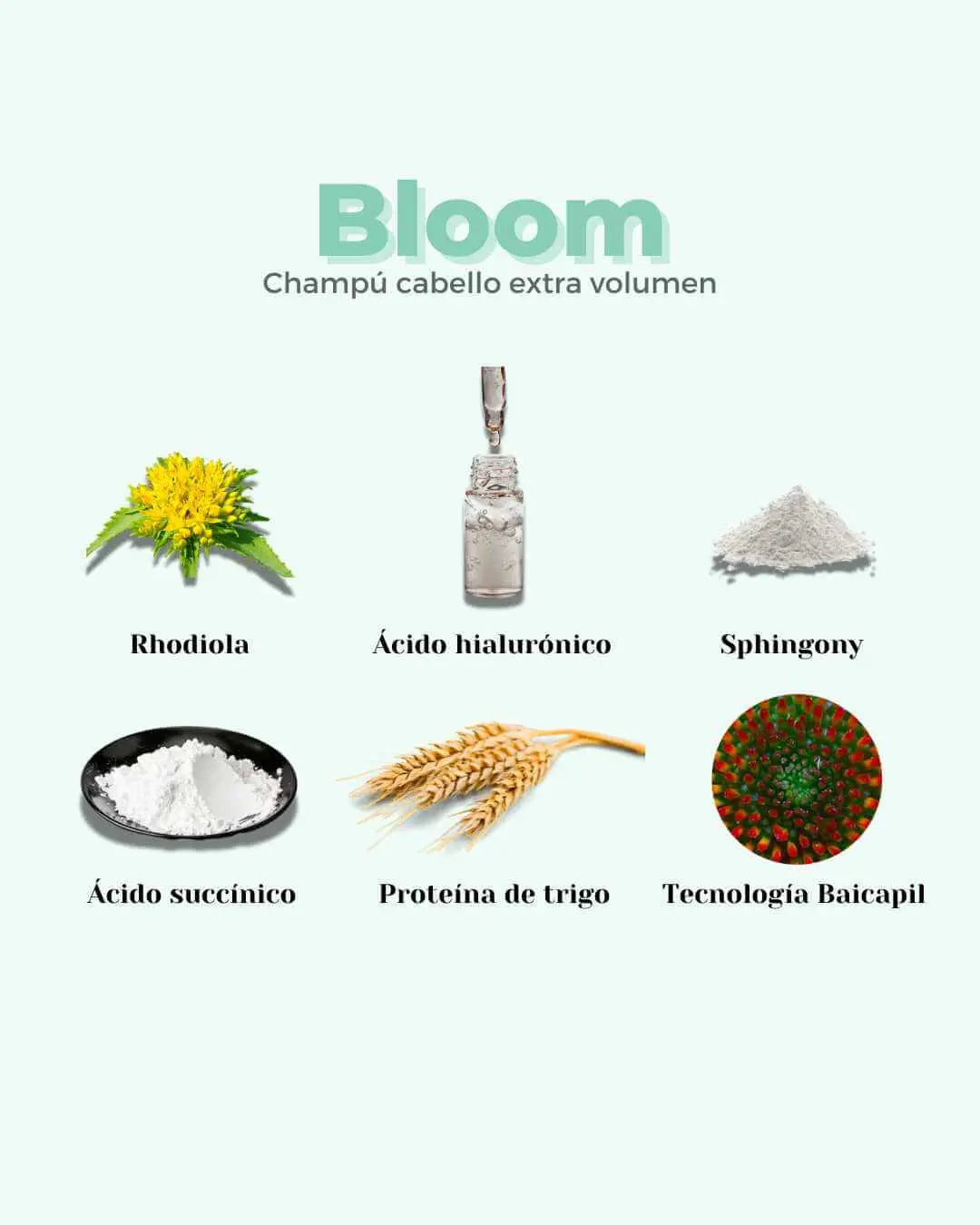 Infografía de Banbu con ingredientes del champú sólido Bloom: plantas, polvos y esencias sobre fondo verde claro.