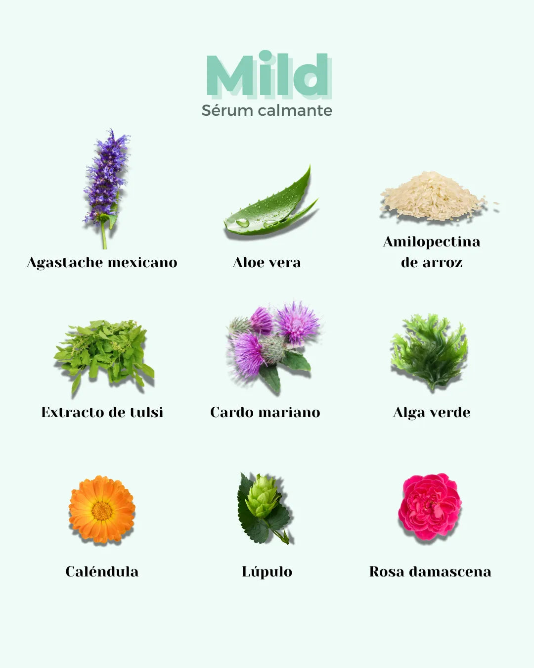 Imagen de ingredientes naturales para el sérum MILD de Banbu sobre fondo verde menta suave.