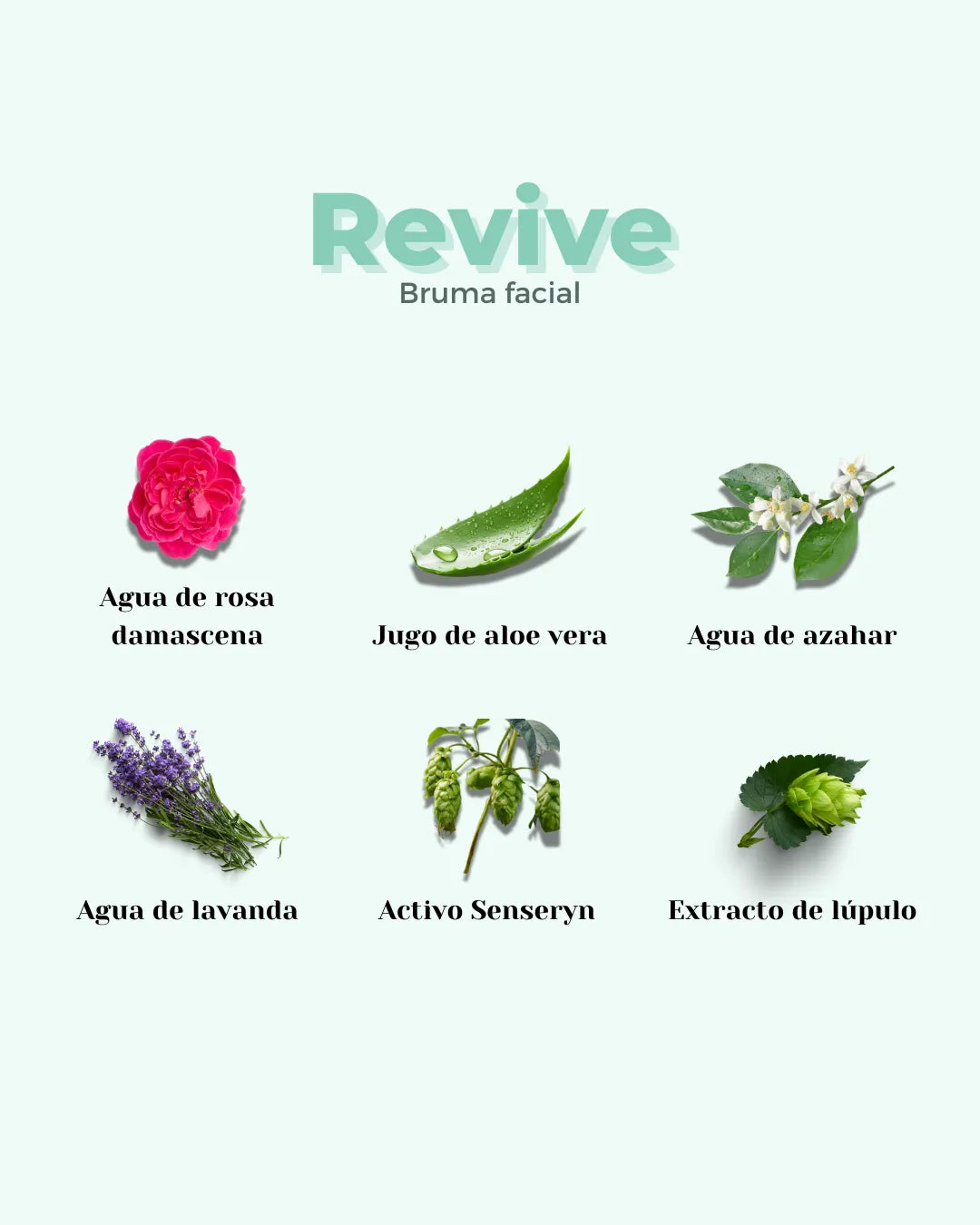 Imagen de ingredientes de la bruma facial Revive de Banbu sobre fondo verde claro, destacando activos naturales.