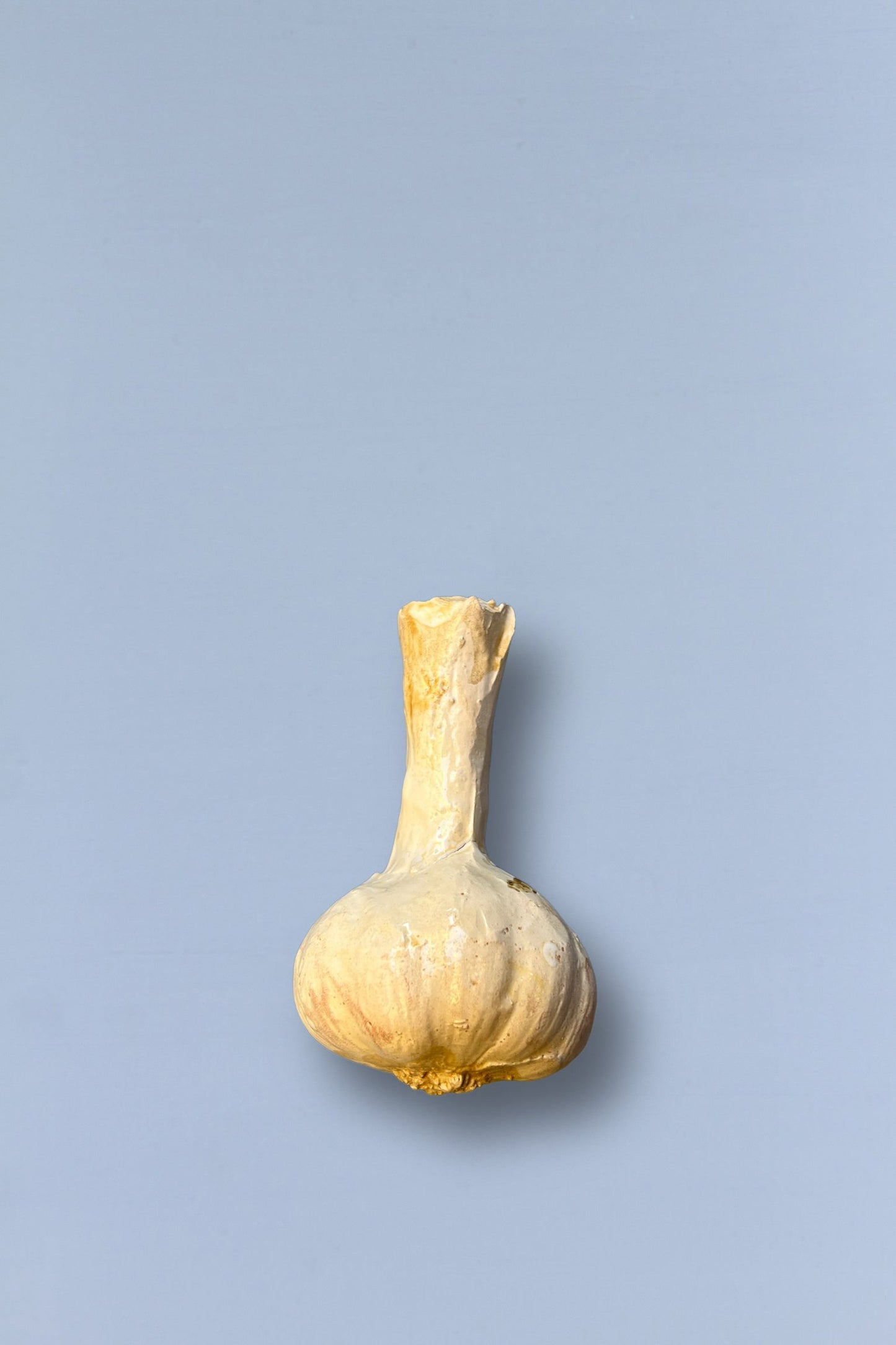 Diente de ajo blanco, forma bulbosa, piel seca y textura rugosa, sobre fondo azul claro.