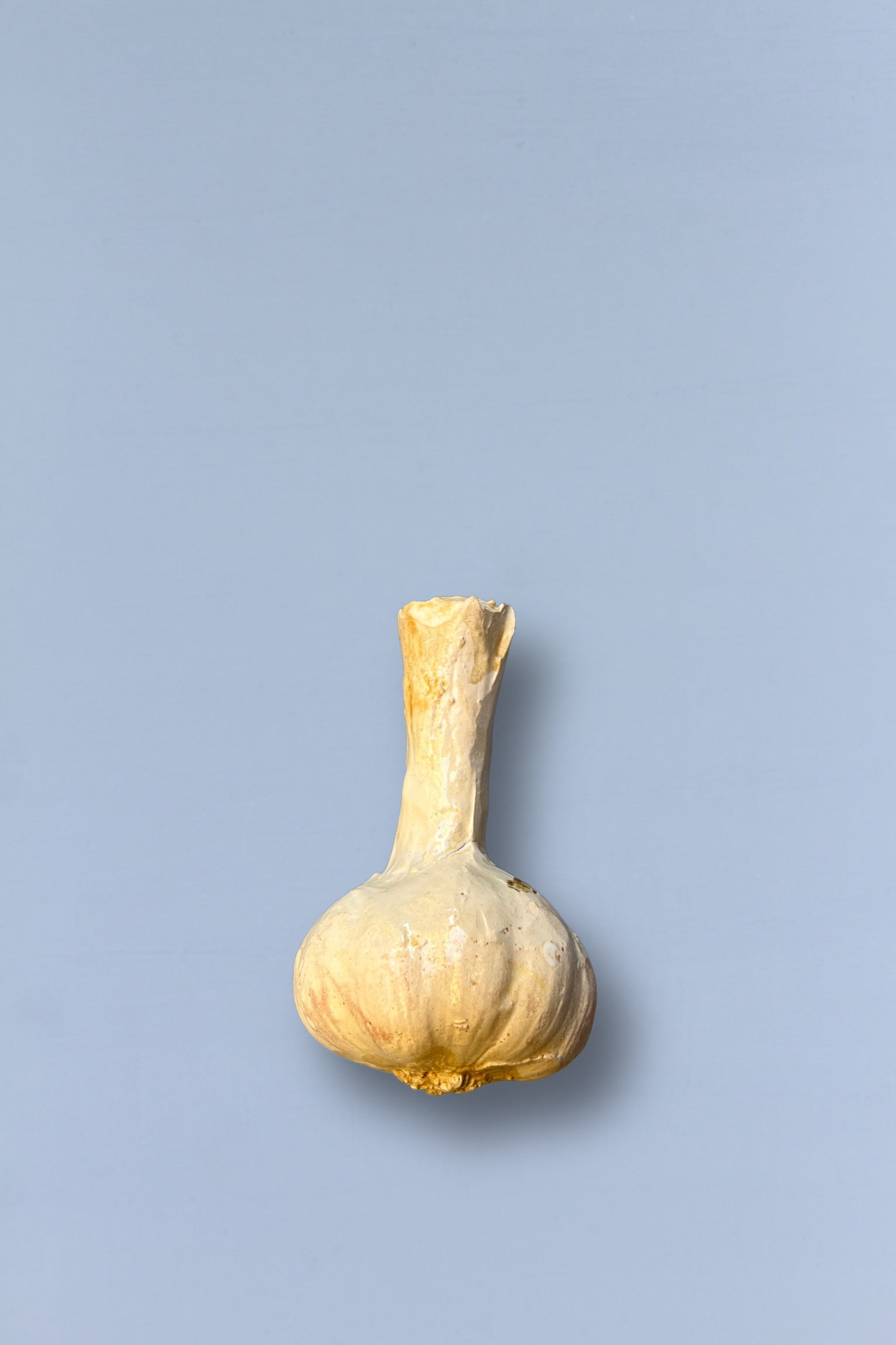 Diente de ajo blanco, forma bulbosa, piel seca y textura rugosa, sobre fondo azul claro.