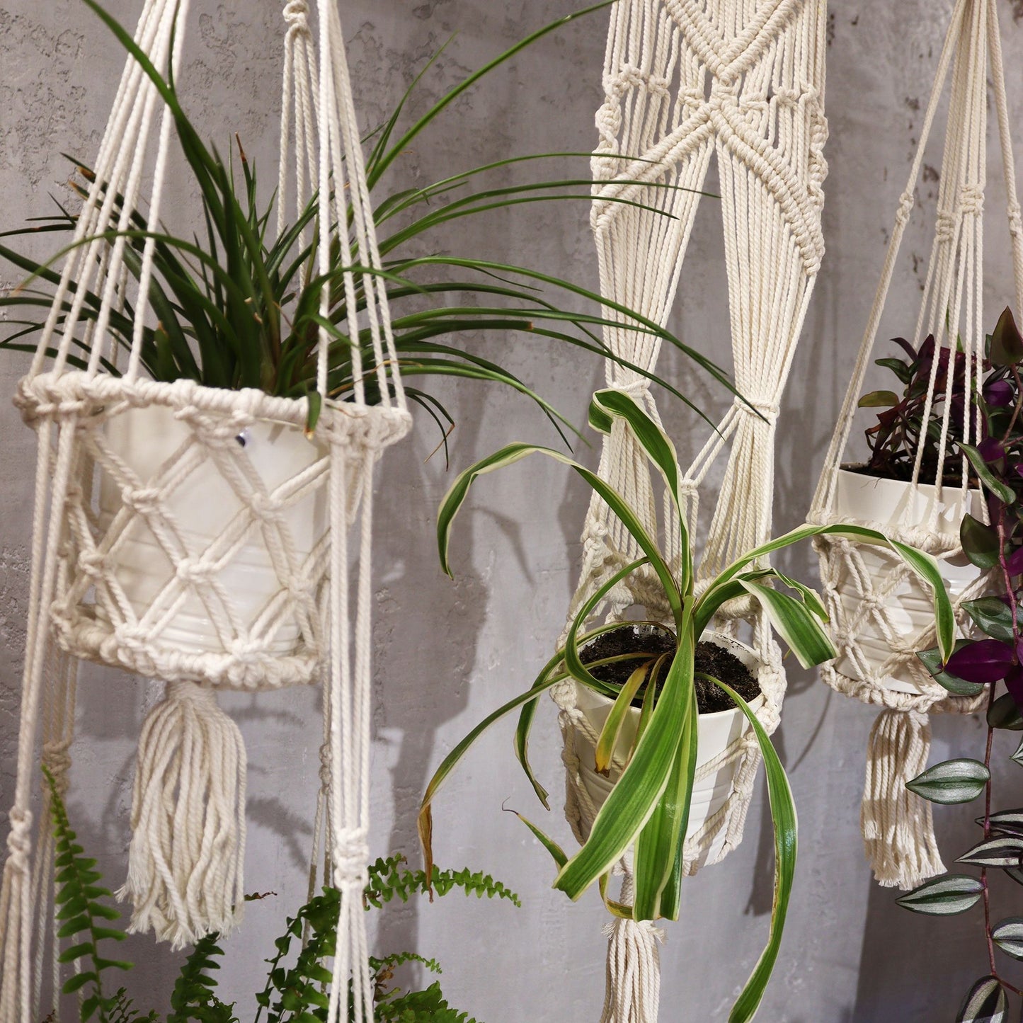 Macramé blanco para macetas, colgadores decorativos con plantas verdes, estilo bohemio y artesanal.