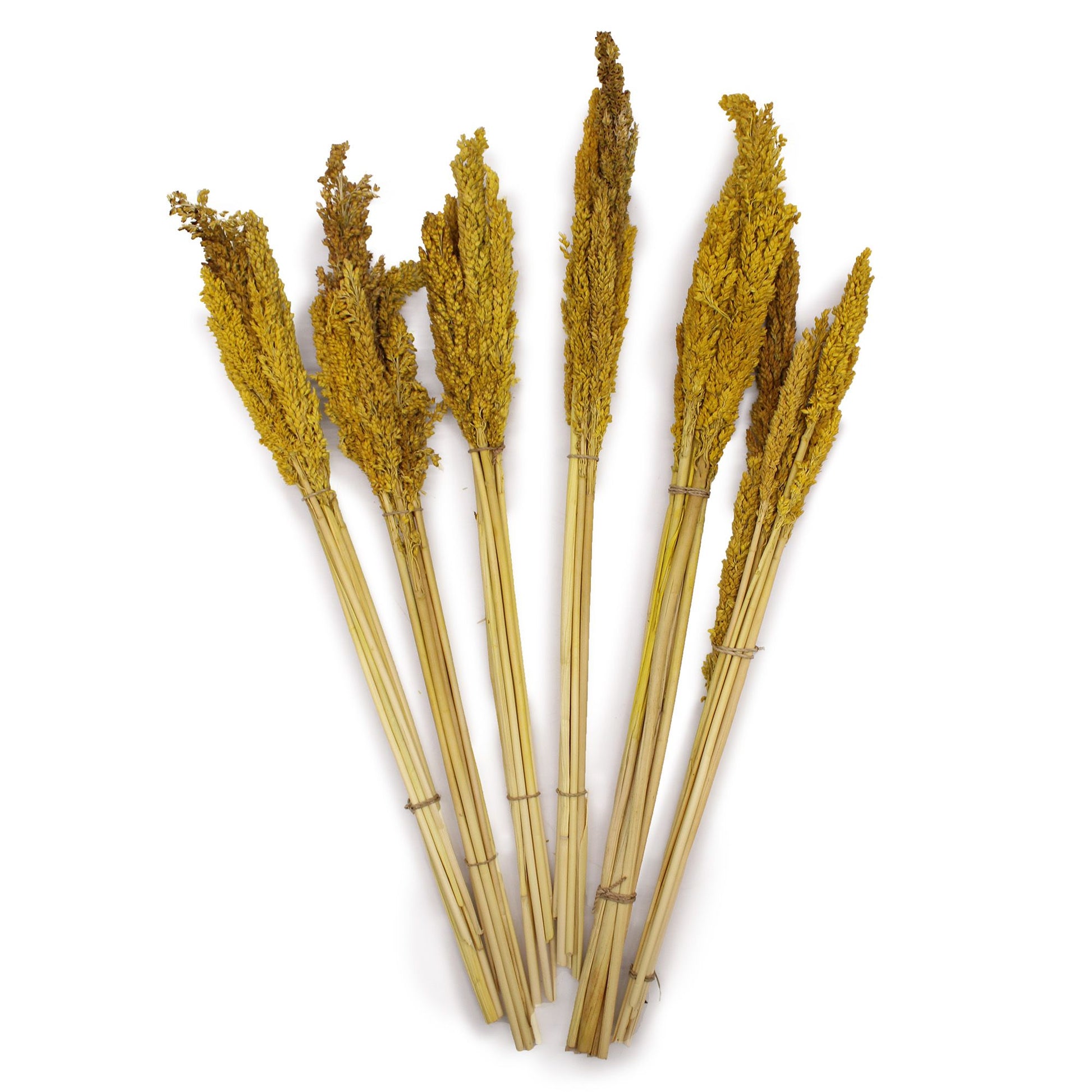 Ramos de espigas secas de color amarillo, estilo bohemio, ideales para decoración floral y manualidades.