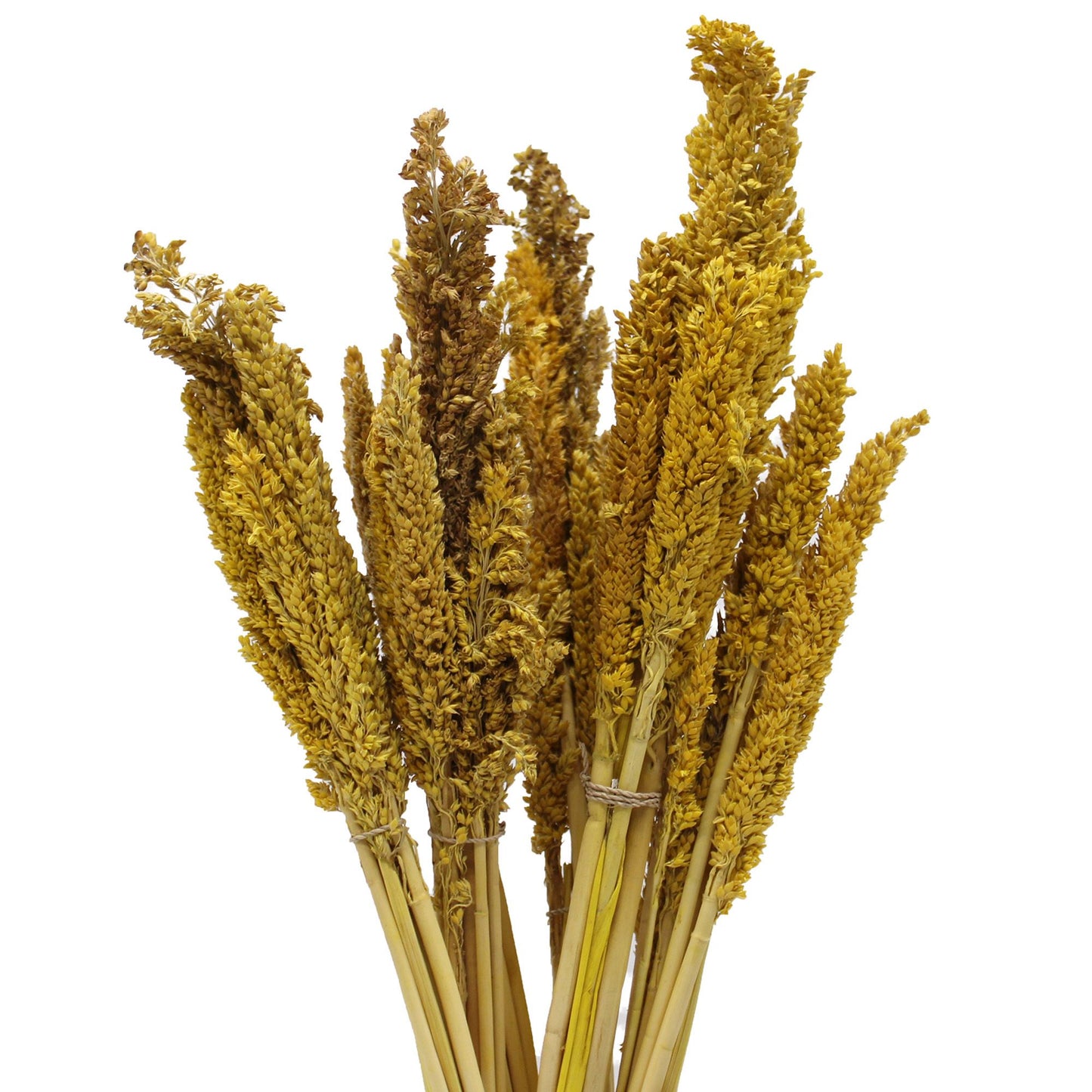 Ramo de flores secas amarillas de sorgo, ideal para decoración bohemia y natural en hogares.