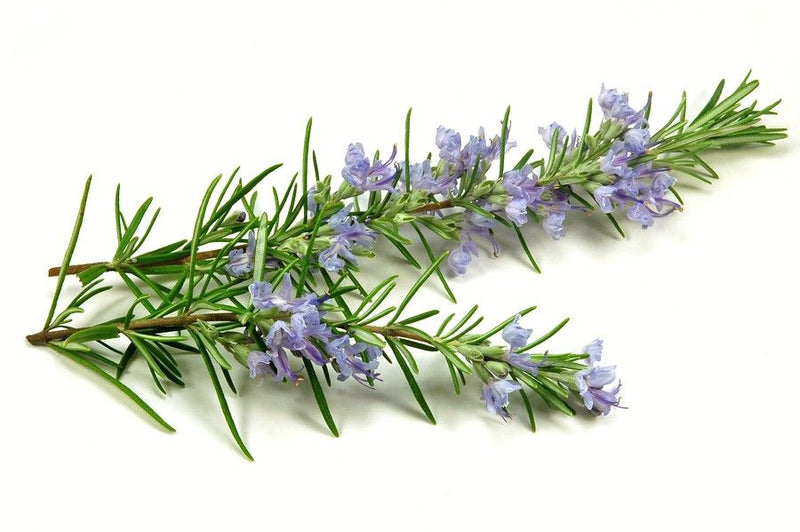 Champú Sólido - Lavanda y Romero