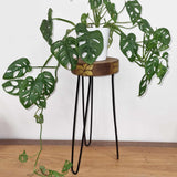 Soporte para plantas de madera de Albasia - Detalle natural y dorado