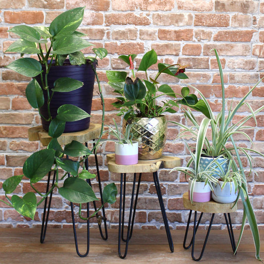 Tres soportes de madera natural con patas de metal negro de diferentes alturas, sosteniendo diversas plantas en macetas.