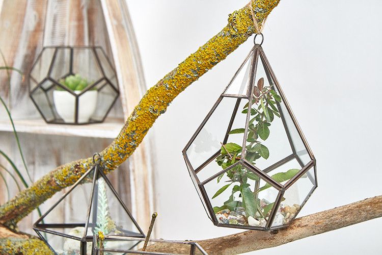 Terrario de Vidrio - Gran Pentagon