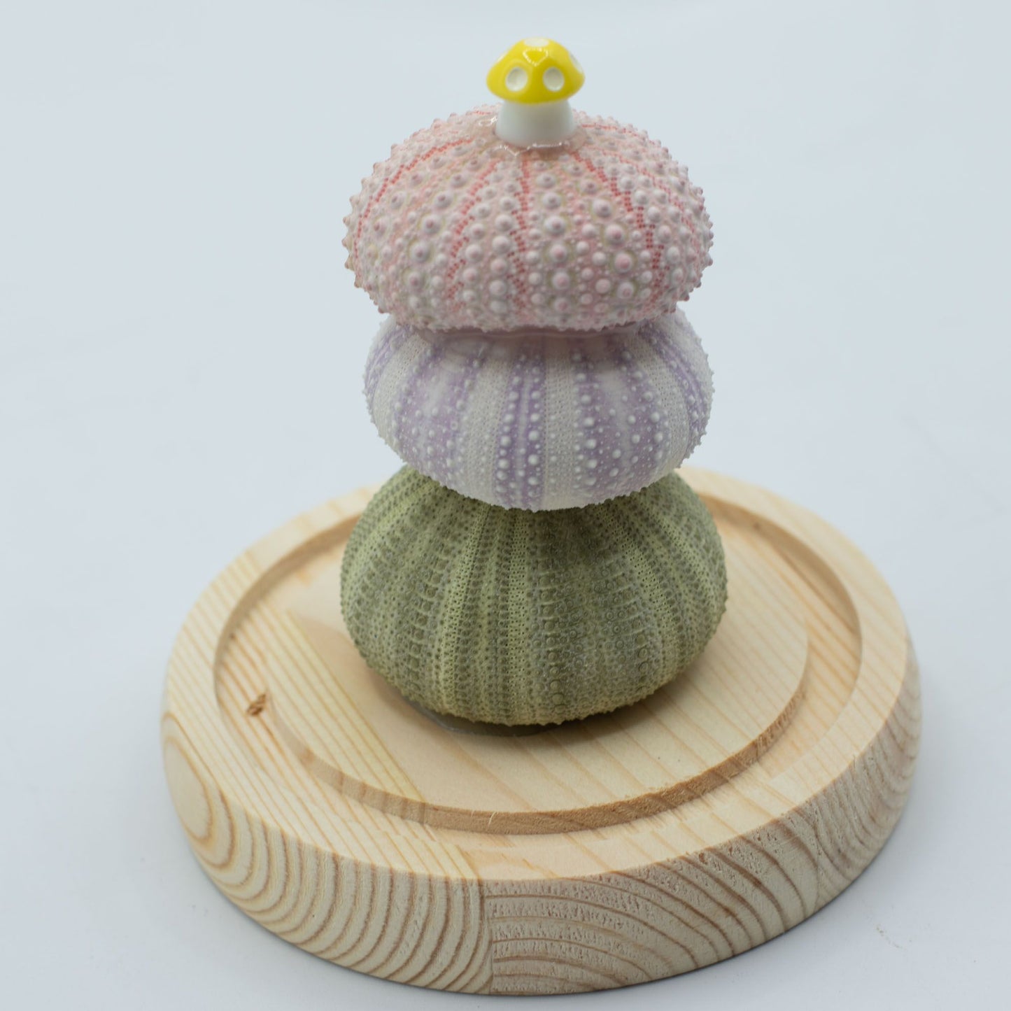 Domo de Jardín Floral Glow - 3 erizos de mar - LED USB