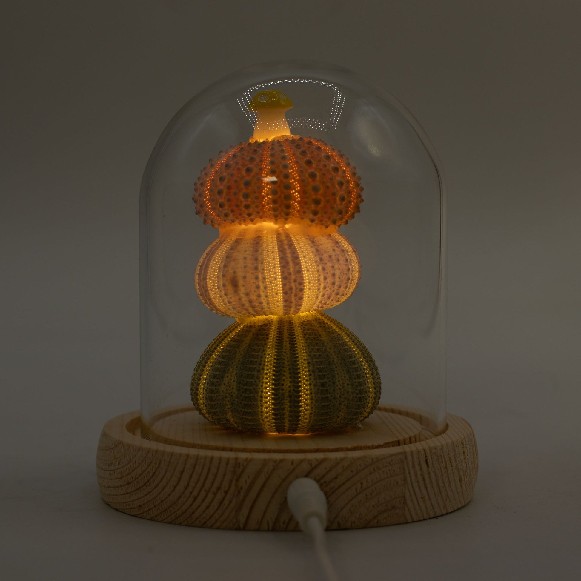 Domo de Jardín Floral Glow - 3 erizos de mar - LED USB