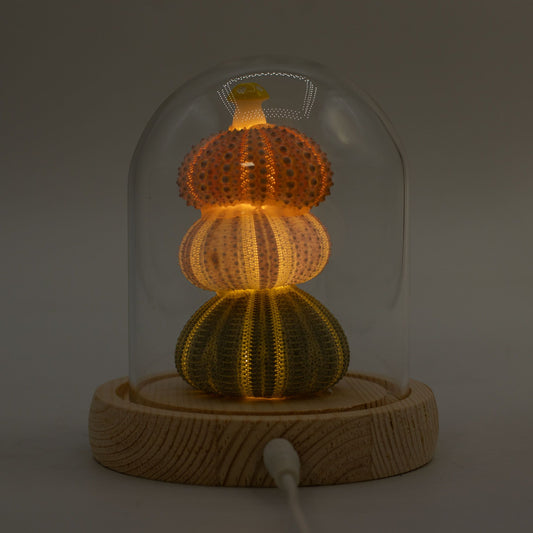 Domo de Jardín Floral Glow - 3 erizos de mar - LED USB