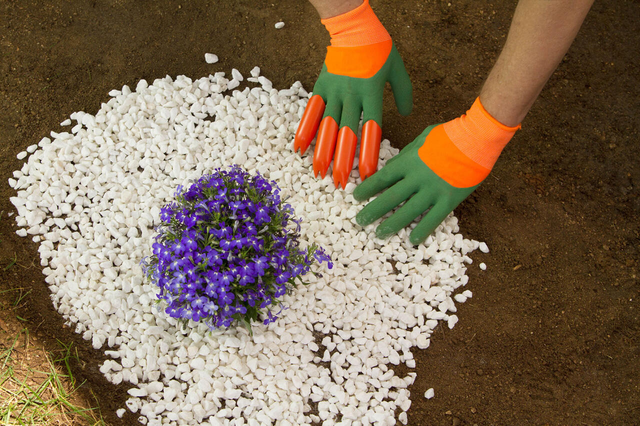Guantes de Jardinería Impermeables con Garras trabajando en la tierra alrededor de una planta violeta.