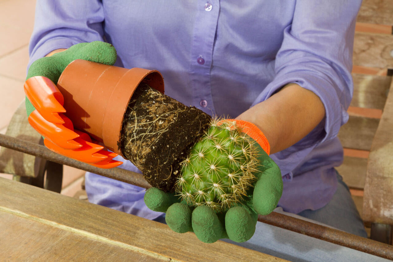 Guantes de Jardinería Impermeables con Garras sosteniendo una maceta con un cactus.