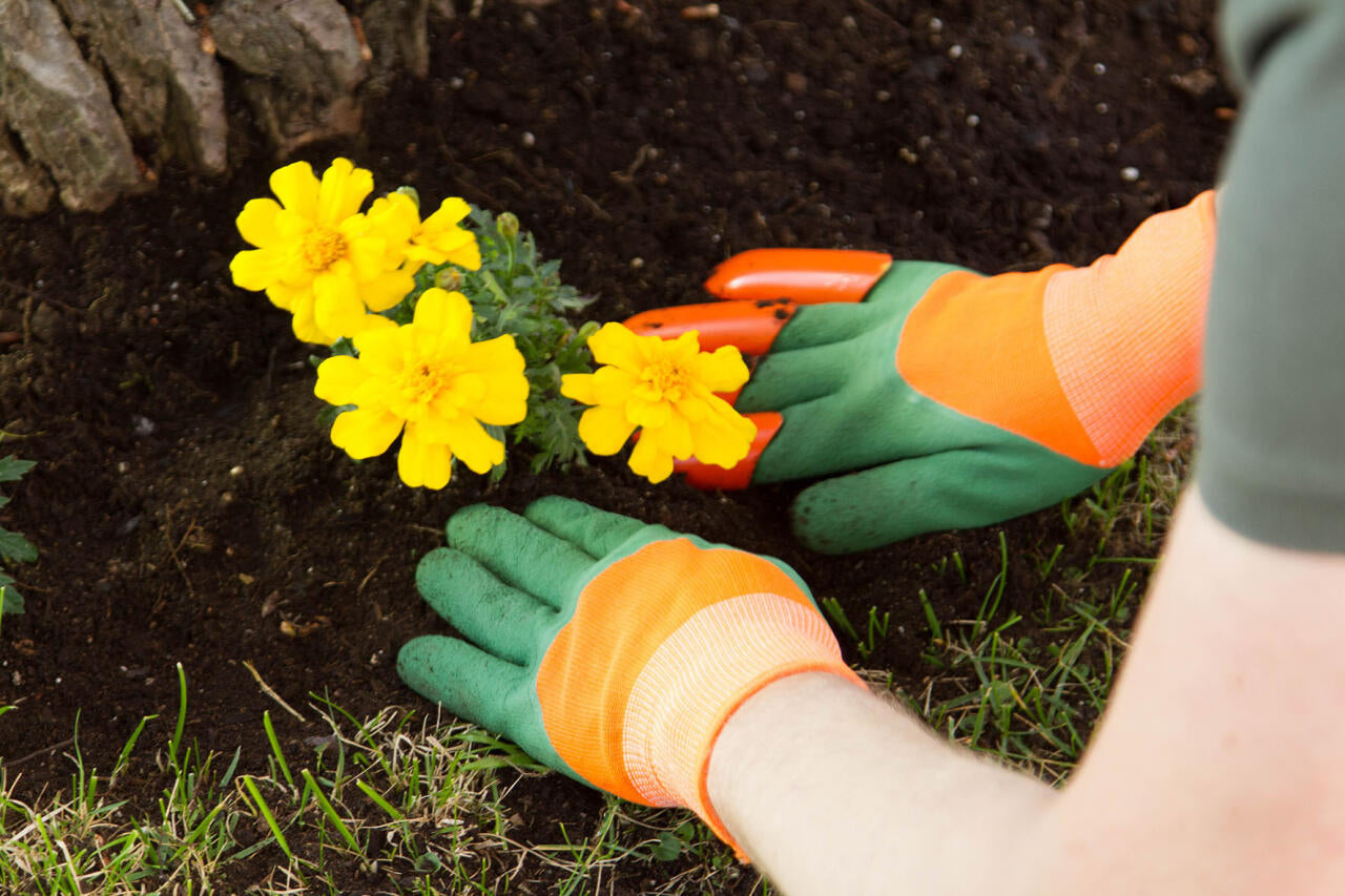 Guantes de Jardinería Impermeables con Garras plantando flores amarillas.