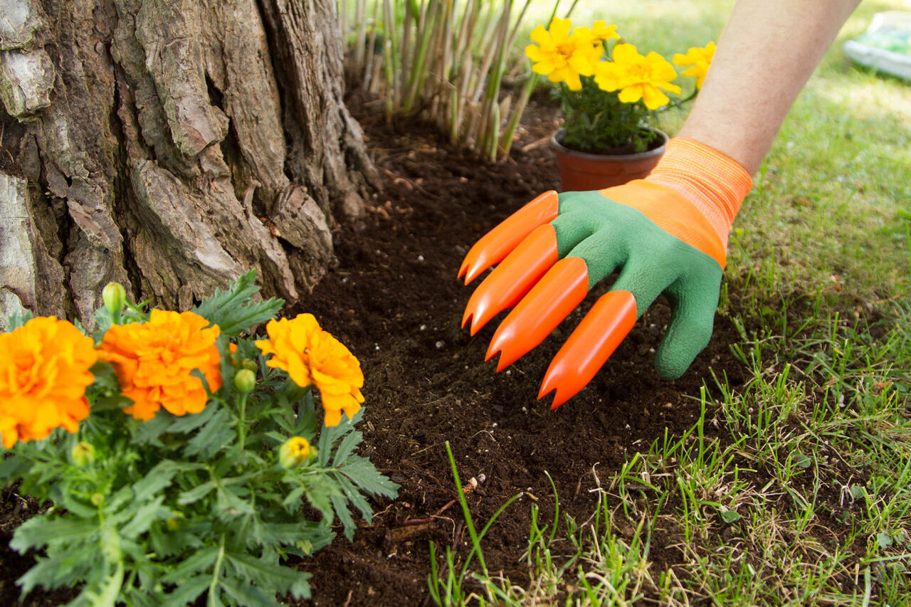 Guantes de Jardinería Impermeables con Garras en uso, cavando en la tierra junto a flores amarillas.